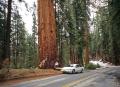 sequoia park.jpg